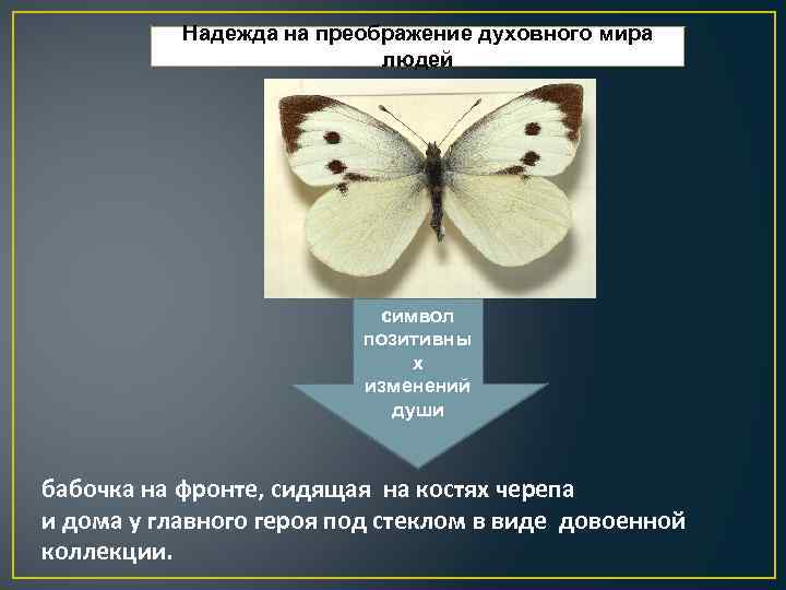 Надежда на преображение духовного мира людей символ позитивны х изменений души бабочка на фронте,