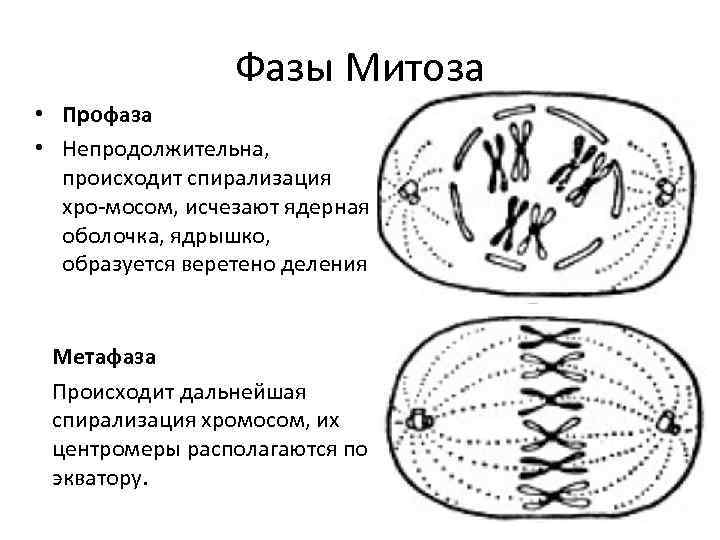 Профаза митоза рисунок егэ