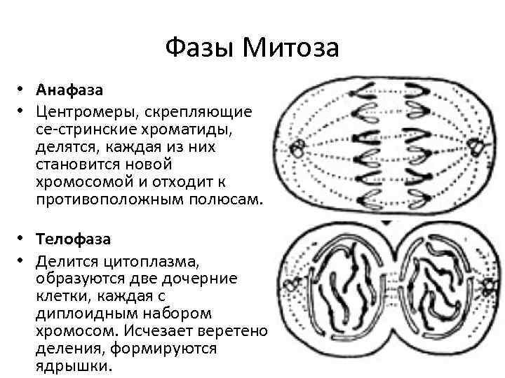 Фазы Митоза • Анафаза • Центромеры, скрепляющие се стринские хроматиды, делятся, каждая из них