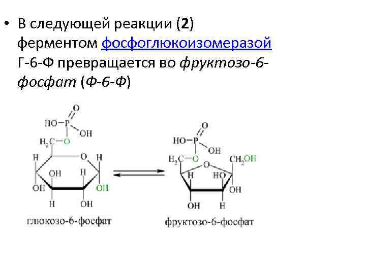 Гликолиз схема процесса ферменты и их локализация