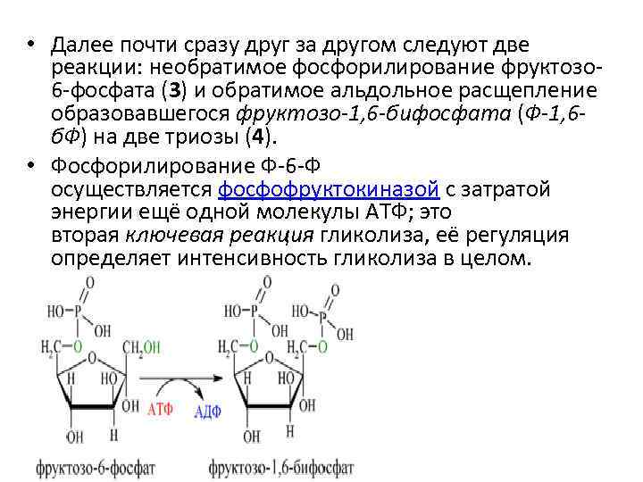  • Далее почти сразу друг за другом следуют две реакции: необратимое фосфорилирование фруктозо