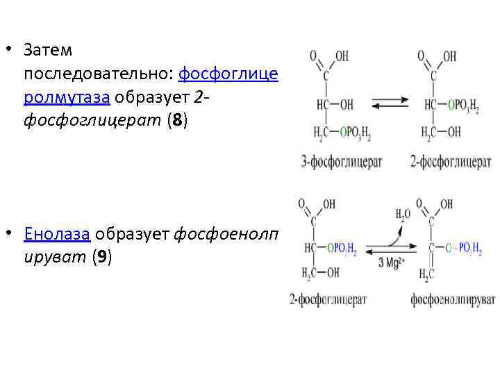  • Затем последовательно: фосфоглице ролмутаза образует 2 фосфоглицерат (8) • Енолаза образует фосфоенолп