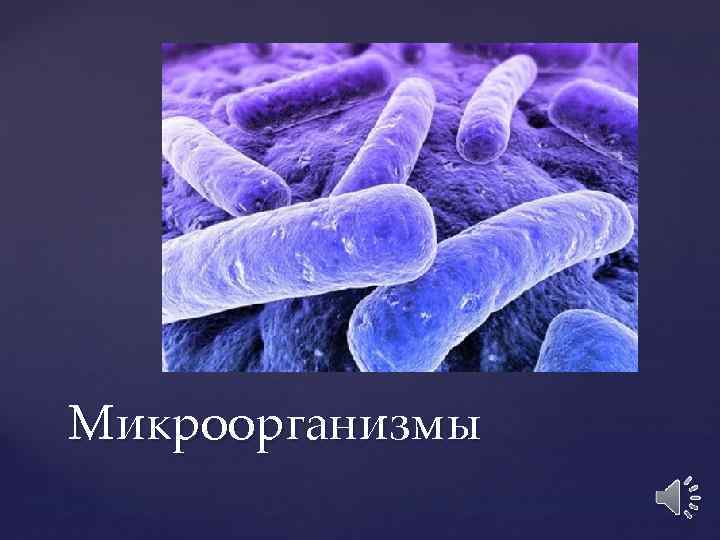 Микроорганизмы 