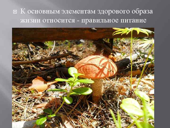  К основным элементам здорового образа жизни относится - правильное питание 