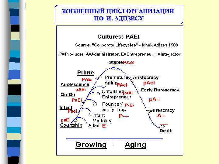 ЖИЗНЕННЫЙ ЦИКЛ ОРГАНИЗАЦИИ ПО И. АДИЗЕСУ 