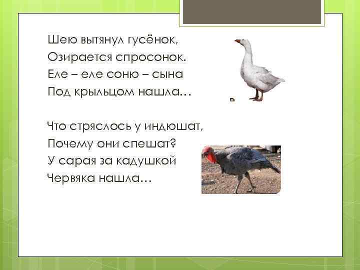 Шею вытянул гусёнок, Озирается спросонок. Еле – еле соню – сына Под крыльцом нашла…