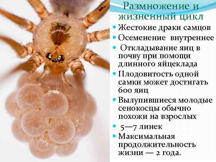 Класс паукообразные размножение