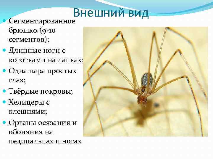 Внешний вид Сегментированное брюшко (9 -10 сегментов); Длинные ноги с коготками на лапках; Одна