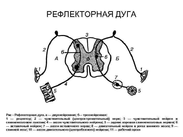 Общая схема рефлекторной дуги