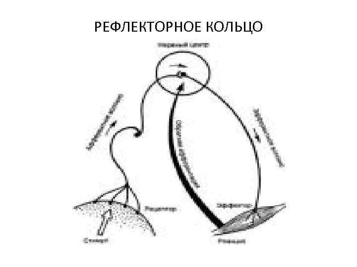 Схема рефлекторного кольца