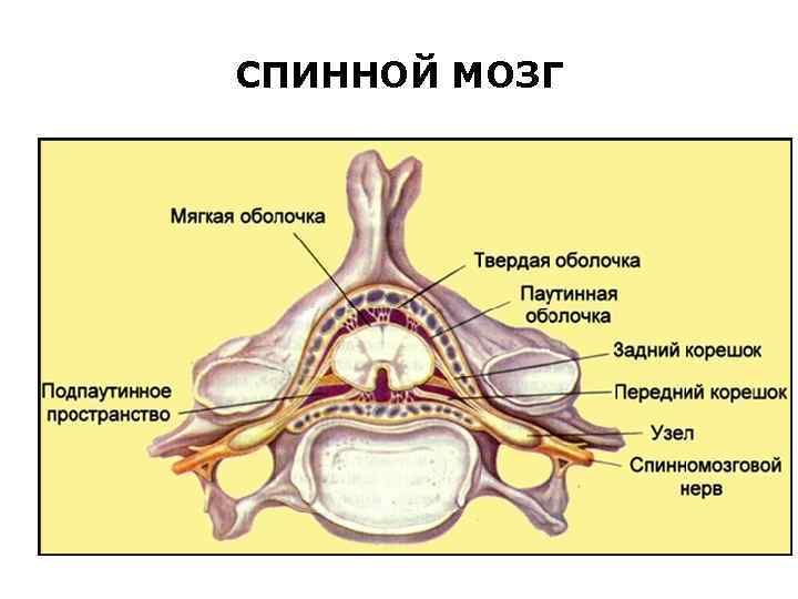 СПИННОЙ МОЗГ 