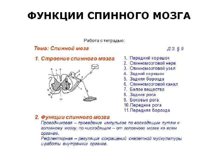 ФУНКЦИИ СПИННОГО МОЗГА 