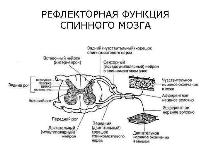 Рефлекторная деятельность нервной системы презентация 8 класс