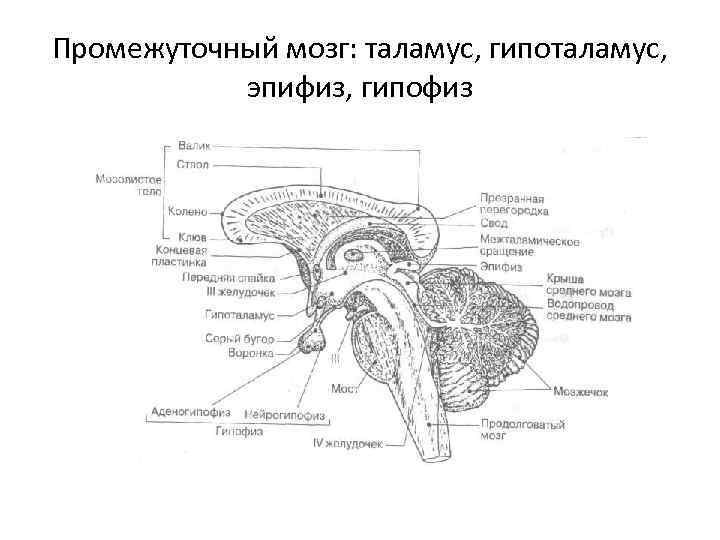 Промежуточный мозг: таламус, гипоталамус, эпифиз, гипофиз 