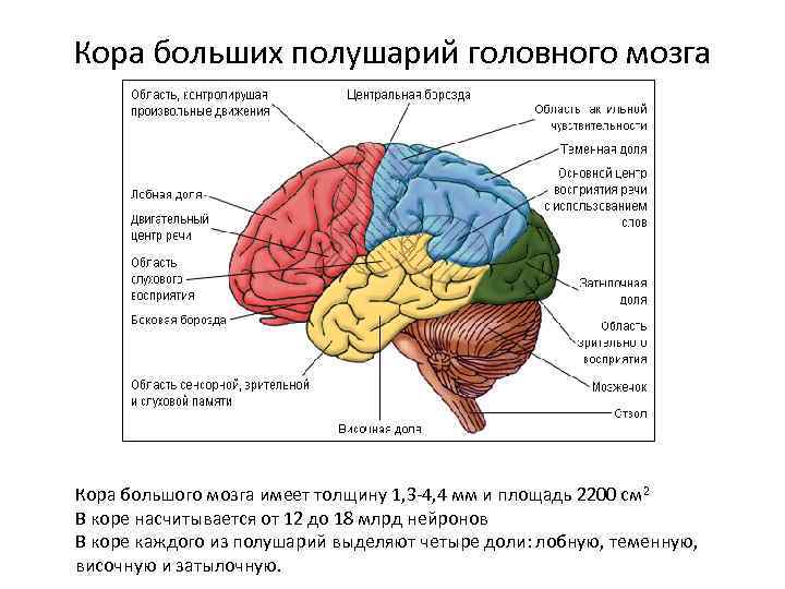 Кора больших полушарий головного мозга Кора большого мозга имеет толщину 1, 3 -4, 4