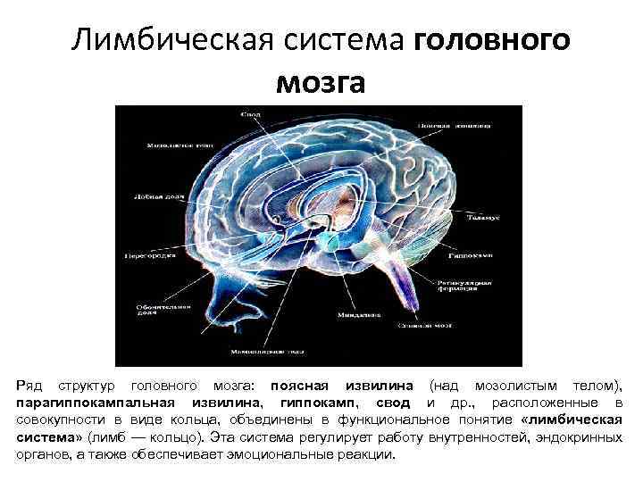 Лимбическая система головного мозга Ряд структур головного мозга: поясная извилина (над мозолистым телом), парагиппокампальная