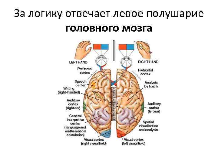 Левое и правое полушарие за что отвечает. За что отвечает левое полушарие спереди. За что отвечает левое полушарие мозга. Головной мозг левое и правое полушарие. За что отвечает правое полушарие.