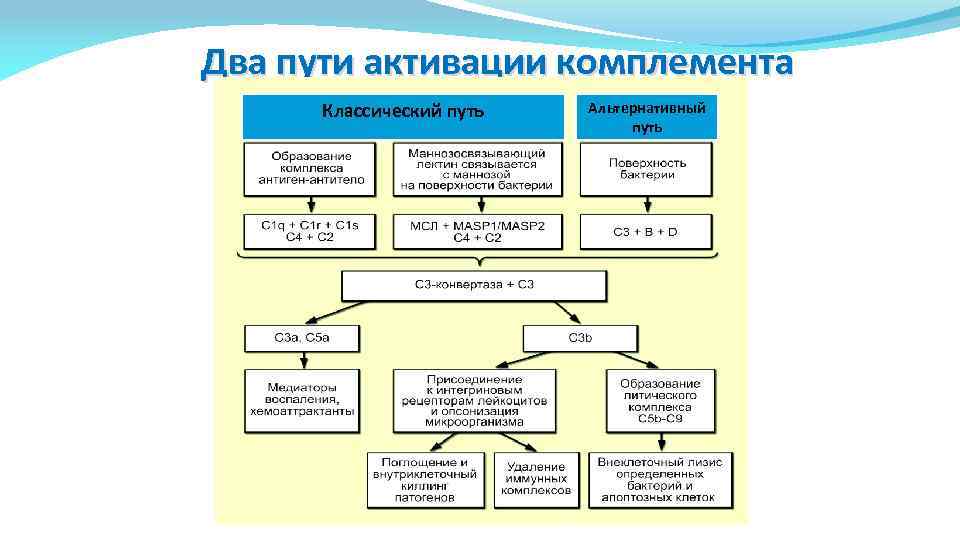 Два пути активации комплемента Классический путь Альтернативный путь 