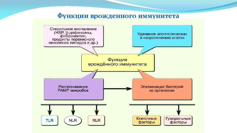 Функции врожденного иммунитета 