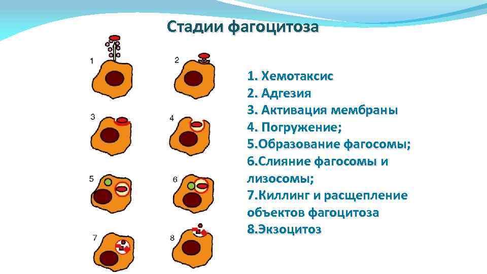 Стадии фагоцитоза 1. Хемотаксис 2. Адгезия 3. Активация мембраны 4. Погружение; 5. Образование фагосомы;