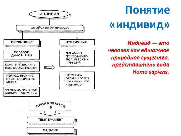 Понятие «индивид» Индивид — это человек как единичное природное существо, представитель вида Homo sapiens.