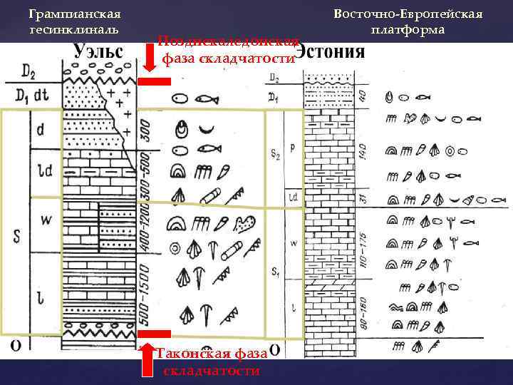 Грампианская гесинклиналь Позднекаледонская фаза складчатости Таконская фаза складчатости Восточно-Европейская платформа 