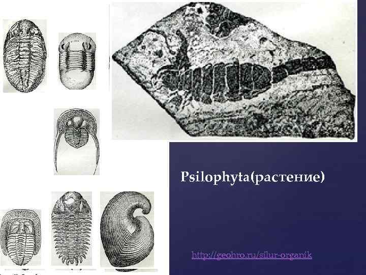 Руководящие ископаемые силура Asaphus, IIIaenus, Megalaspis, Trinucleus и Harpes Psilophyta(растение) http: //geohro. ru/silur-organik 