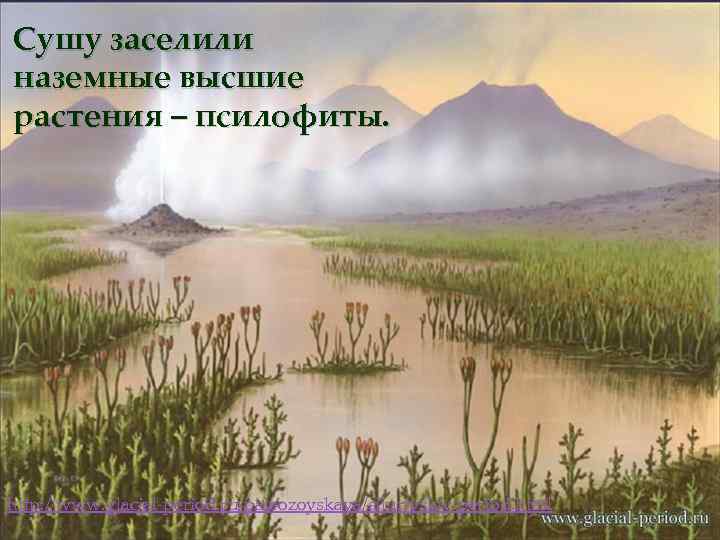 Сушу заселили наземные высшие растения – псилофиты. http: //www. glacial-period. ru/paleozoyskaya/siluriyskiy-period. html 