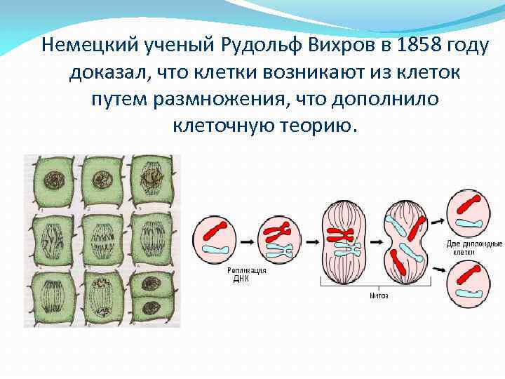 Немецкий ученый Рудольф Вихров в 1858 году доказал, что клетки возникают из клеток путем