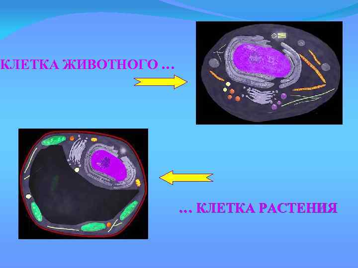 КЛЕТКА ЖИВОТНОГО … … КЛЕТКА РАСТЕНИЯ 