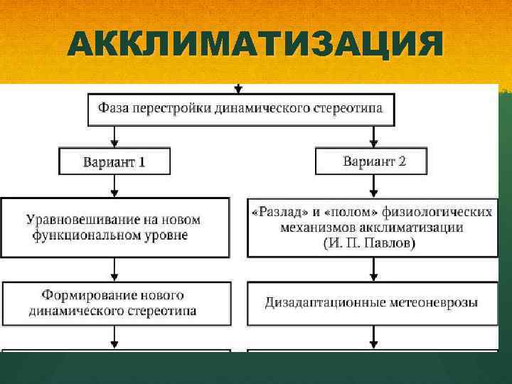 АККЛИМАТИЗАЦИЯ 