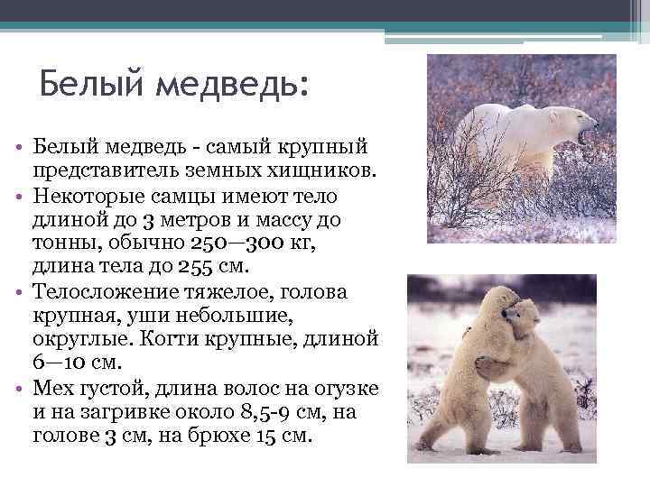 Семейство медвежьих презентация