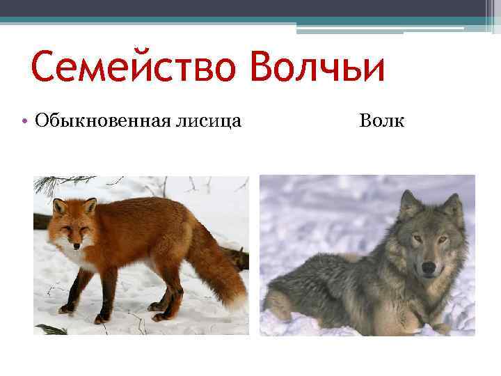 Волк и лиса является. Семейство волчьих. Лисица обыкновенная семейство. Отряд Хищные семейство Волчьи. Отряд Волчьи представители.