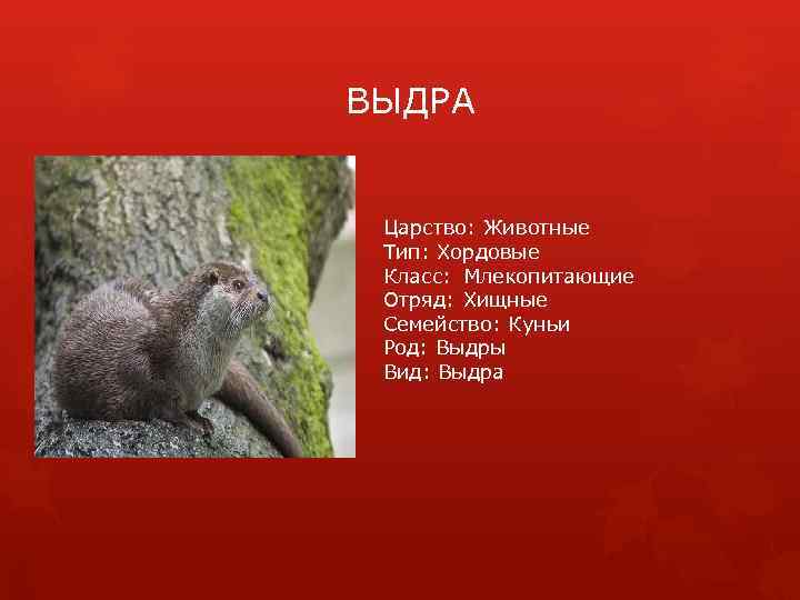 Млекопитающие из красной книги россии фото и описание