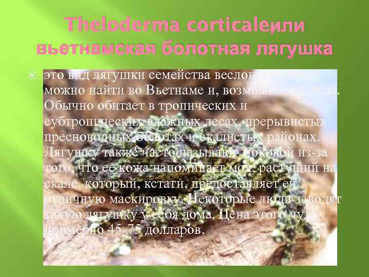 или Theloderma corticale, вьетнамская болотная лягушка это вид лягушки семейства веслоногих. Ее можно найти