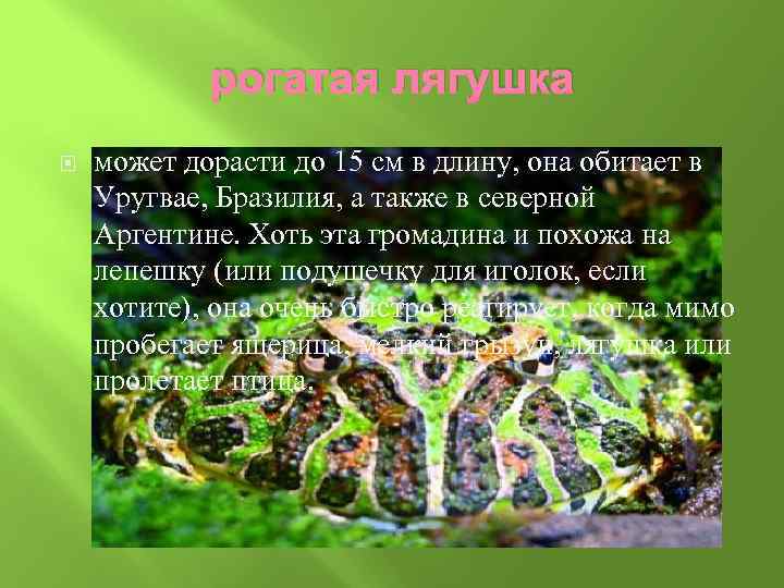 рогатая лягушка может дорасти до 15 см в длину, она обитает в Уругвае, Бразилия,