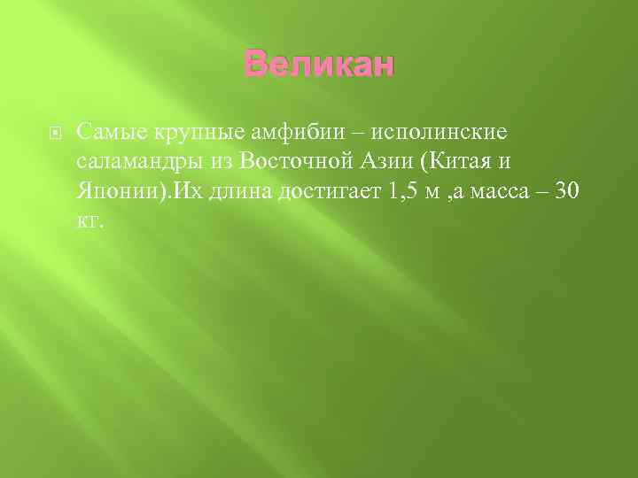 Великан Самые крупные амфибии – исполинские саламандры из Восточной Азии (Китая и Японии). Их