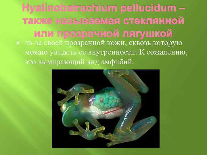 Hyalinobatrachium pellucidum – также называемая стеклянной или прозрачной лягушкой из-за своей прозрачной кожи, сквозь