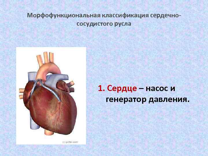 Морфофункциональная классификация сердечнососудистого русла 1. Сердце – насос и генератор давления. 