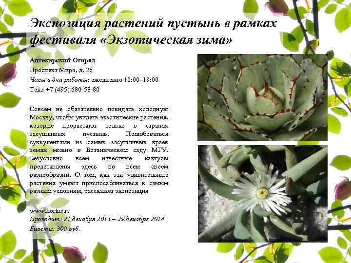 Экспозиция растений пустынь в рамках фестиваля «Экзотическая зима» Аптекарский Огород Проспект Мира, д. 26