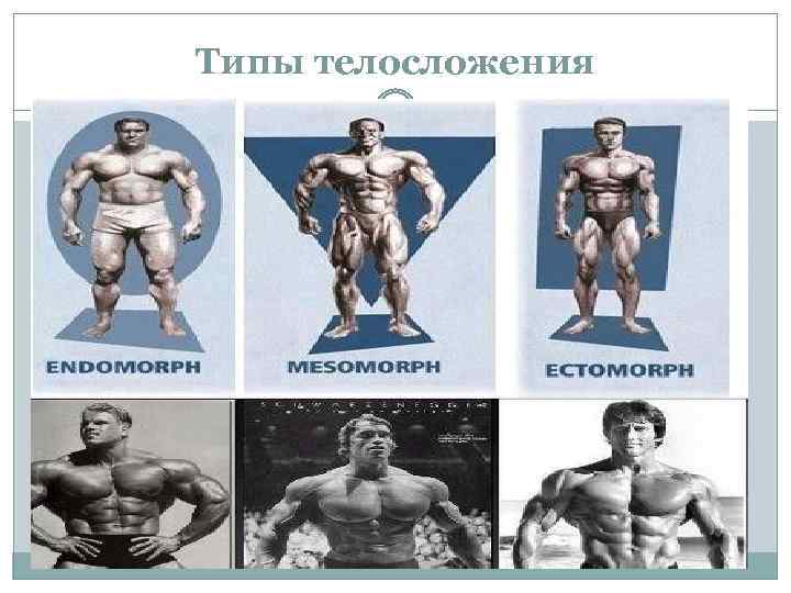 Типы телосложения 