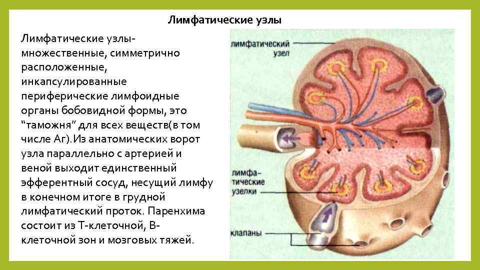 Лимфатические узлымножественные, симметрично расположенные, инкапсулированные периферические лимфоидные органы бобовидной формы, это “таможня” для всех