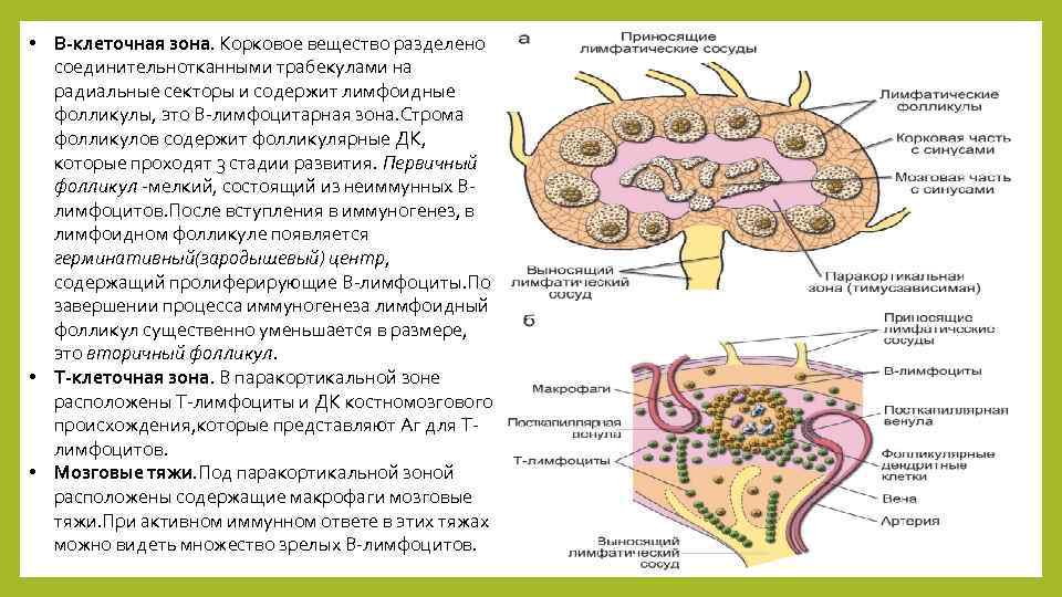  • В-клеточная зона. Корковое вещество разделено соединительнотканными трабекулами на радиальные секторы и содержит