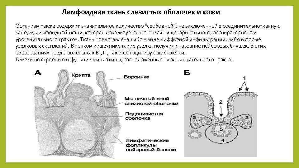 Лимфоидная ткань слизистых оболочек и кожи Организм также содержит значительное количество “свободной”, не заключенной