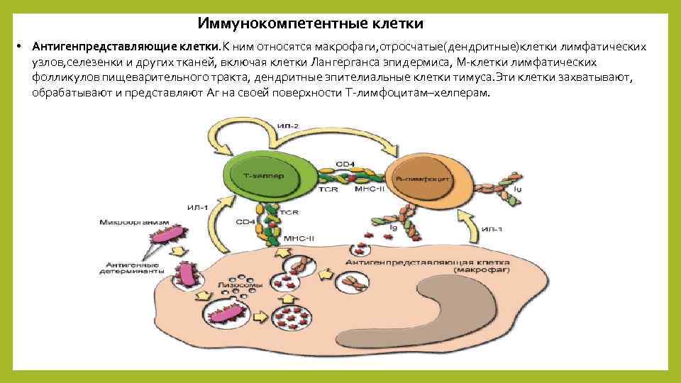 Иммунокомпетентные клетки • Антигенпредставляющие клетки. К ним относятся макрофаги, отросчатые(дендритные)клетки лимфатических узлов, селезенки и