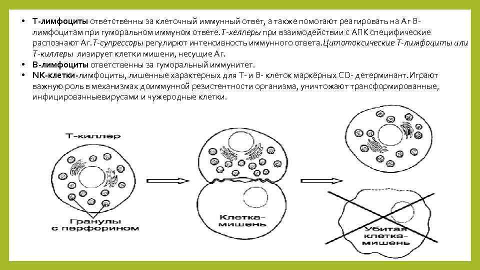  • Т-лимфоциты ответственны за клеточный иммунный ответ, а также помогают реагировать на Аг