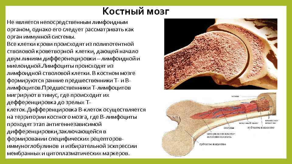Как выглядит костный мозг фото
