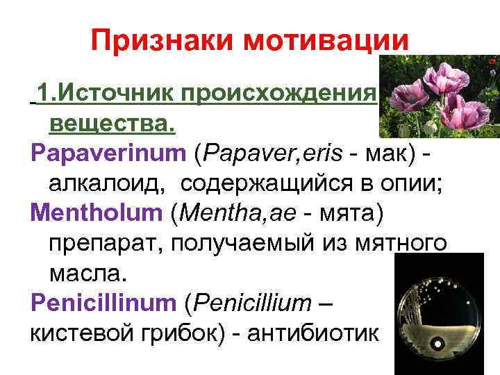 Признаки мотивации 1. Источник происхождения вещества. Papaverinum (Papaver, eris - мак) алкалоид, содержащийся в