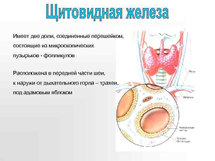 Имеет две доли, соединенные перешейком, состоящие из микроскопических пузырьков - фолликулов Расположена в передней