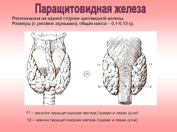 Расположена на задней стороне щитовидной железы. Размеры (с рисовое зернышко), общая масса – 0,